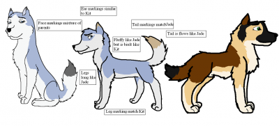 sapl.PNG