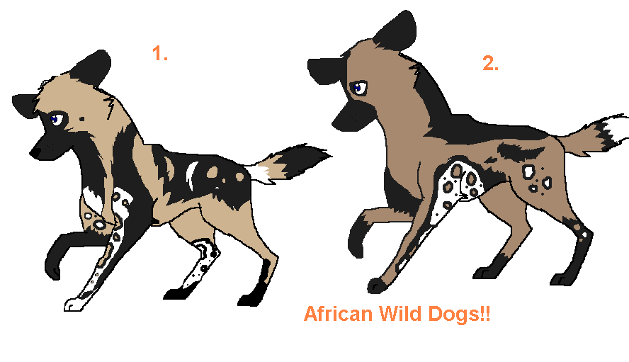 wild dogs.PNG