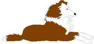 Collie.jpg