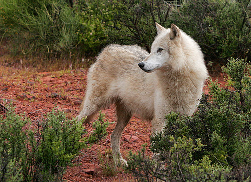 UT_GrayWolf02.jpg