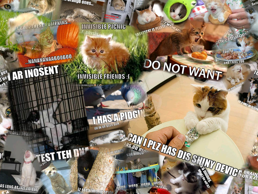 LolcatDesktop-jpeggizcmprs.jpg