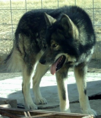wolfy phantom1.jpg