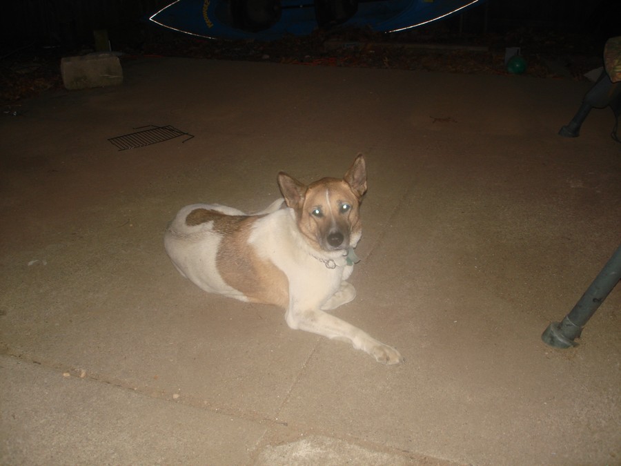 Give%20me%20a%20belly%20rub%20NOWWWW%202%20.jpg