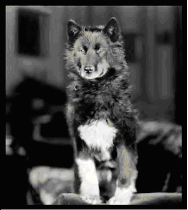 The%20real%20Balto.PNG