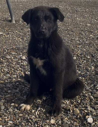 black-dog.jpg