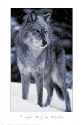Balto9.jpg