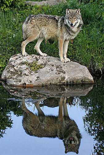 reflection.jpg