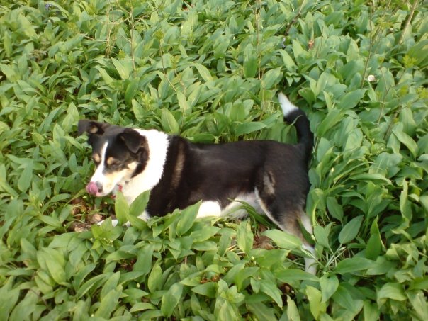 Cassie in the field lickin nose.jpg
