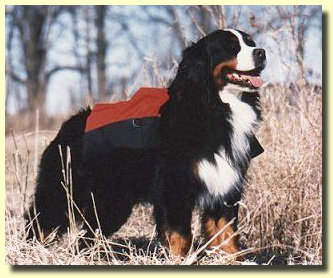 berner2a.jpg