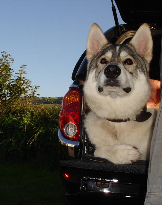 Kody.jpg