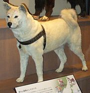 180px-Hachiko-hakusei.jpg