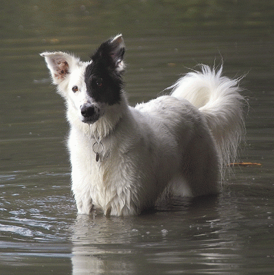 border_collie_mix.gif