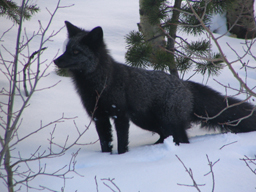 black_fox_small.jpg