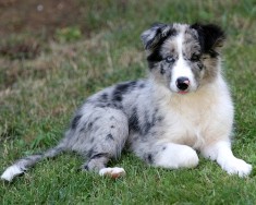 Blue-Merle-Border-Collie-puppies.jpg