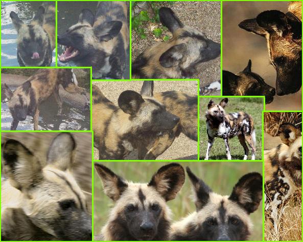 AfricanWildDogs.jpg