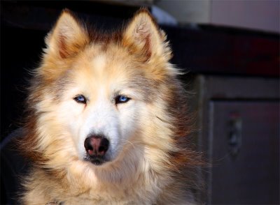 dogWeb.jpg