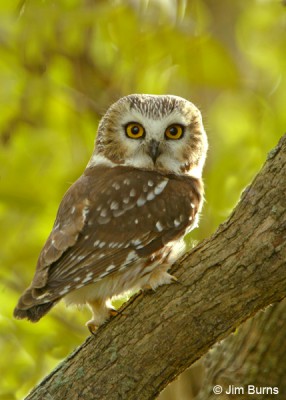 Northern-Saw-whet-Owl.jpg