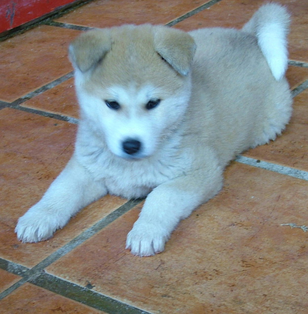 ed22-AKITA%20INU.jpg