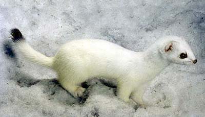 ermine.jpg