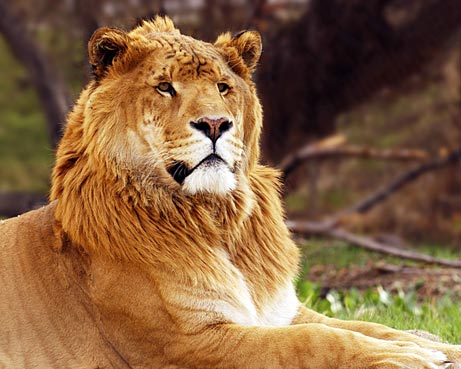 Liger1.jpg
