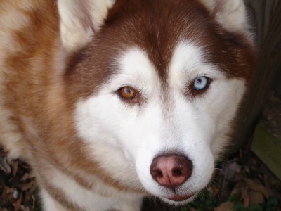Siberian_Husky_copper_bi_eye.jpg