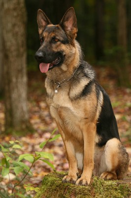 german-shepard.jpg