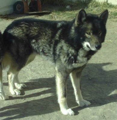 wolfy phantom4.jpg
