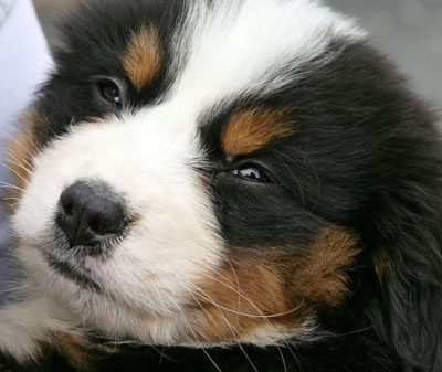 bernese-mountain-dog-puppy.jpg