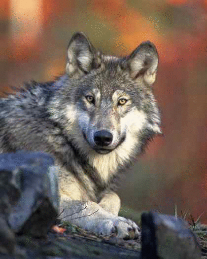wollf3109443798-iaza.gif