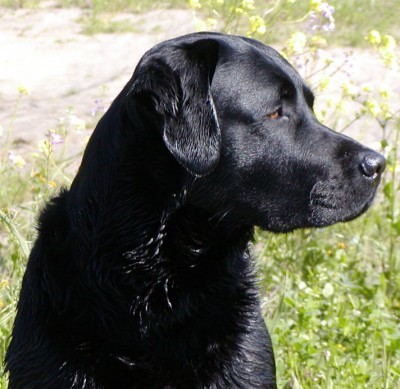 Black Lab.jpg