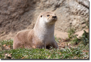 otter-kawii_sooo_cute.jpg