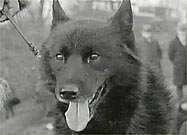 orig_hero_sleddog.jpg