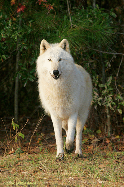 luna24577717777-iaza.gif