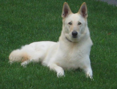 german-shepherds-for-freedownload-white-german-shepherd-dog-free-pet-category-wallpaper-1ofgkwag.jpg