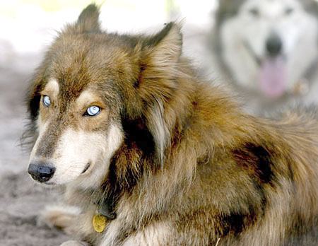 BOrdercolliewolfmix.jpg