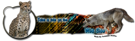wildsidesig.png