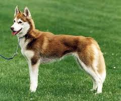 Most beautiful dog.jpg