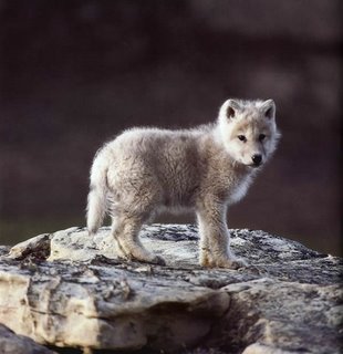 wolf_pup.jpg