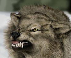grey-wolf.jpg