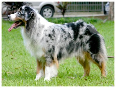 australian_shepherd.jpg