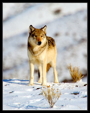 larka wolf!!!.jpg