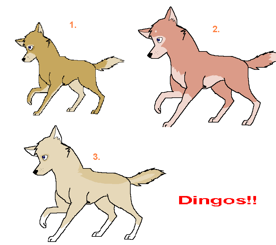 dingo.PNG