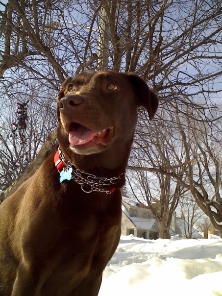 Mocha lookin glamorous.jpg