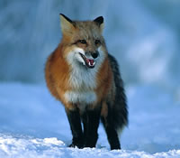 redfox2sm.jpg