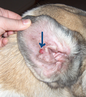 dog-histiocytoma.jpg