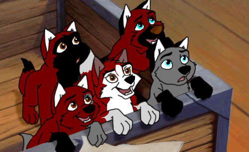Brahma x Angel's pups copy.gif