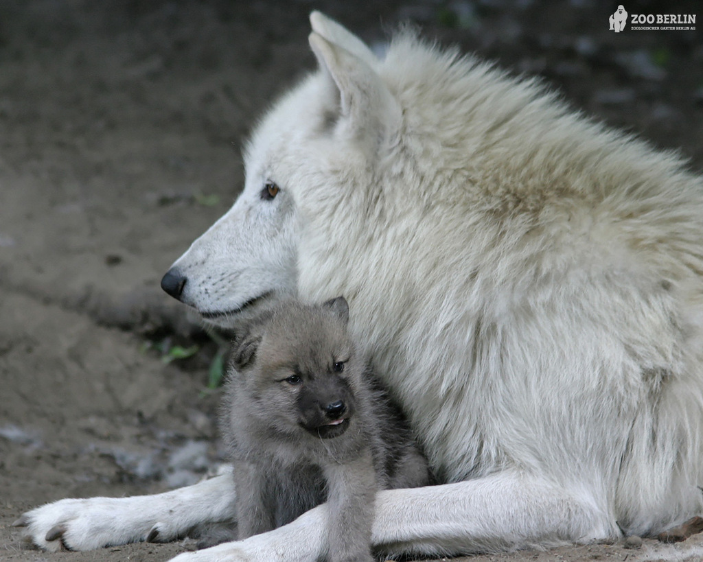 wolf_05.jpg