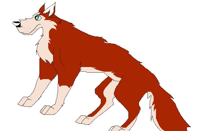 dingo.jpg