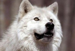 Whitewolf-2.jpg