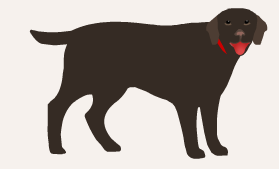 choco lab.png
